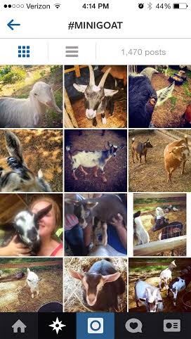 mini goats! mini goats!