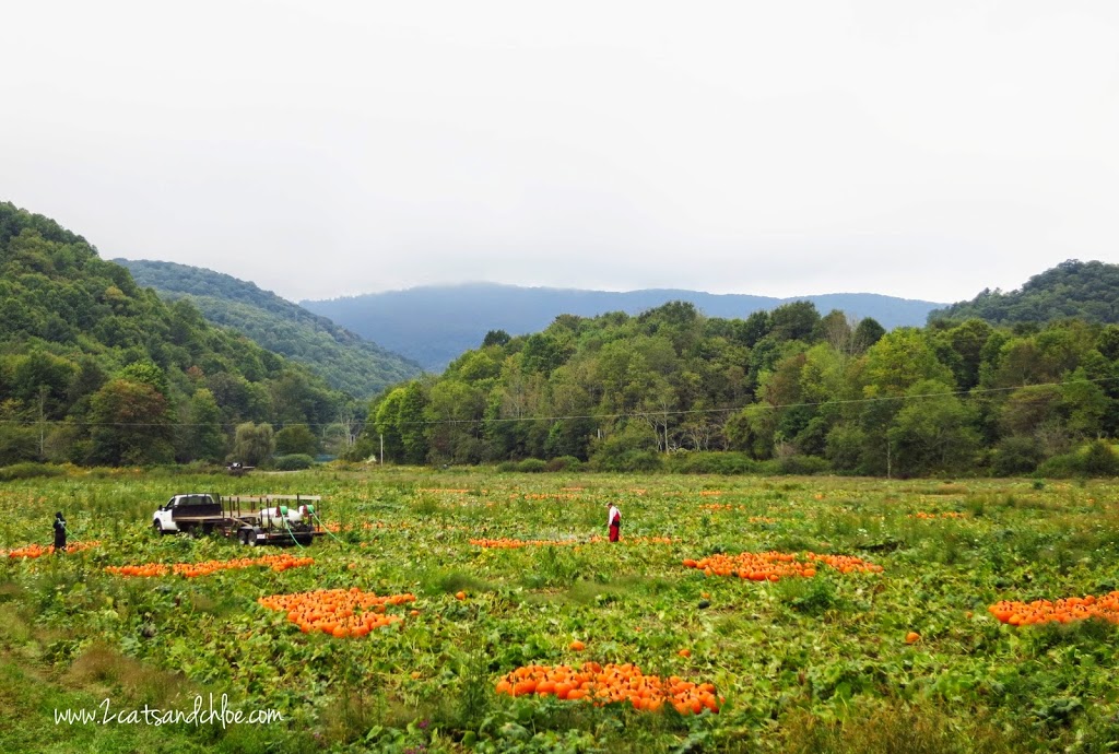 Virginia Creeper Trail Pumpkin Patch Virginia Creeper Trail Pumpkin Patch