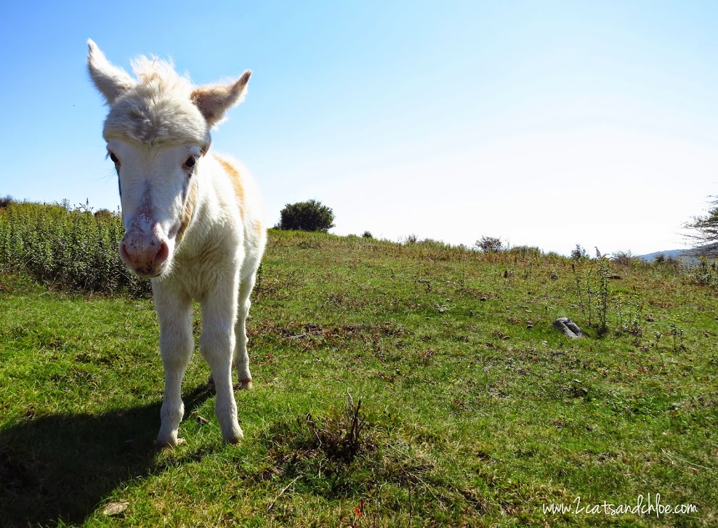 Wild Horses in Virginia Wild Horses in Virginia