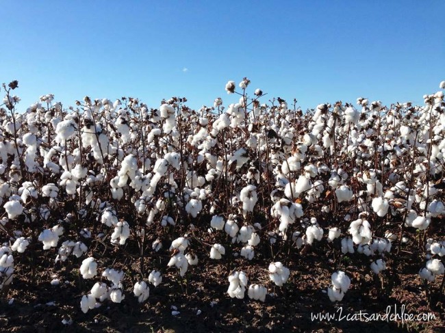 Carolina Cotton Field