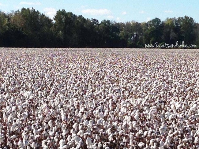 Field of Cotton in NC
