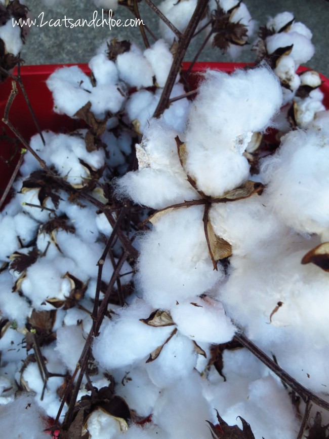 A bucket of cotton