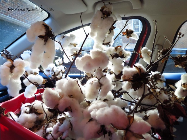 Car full of Cotton