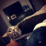 Rockie the Cat in his bed