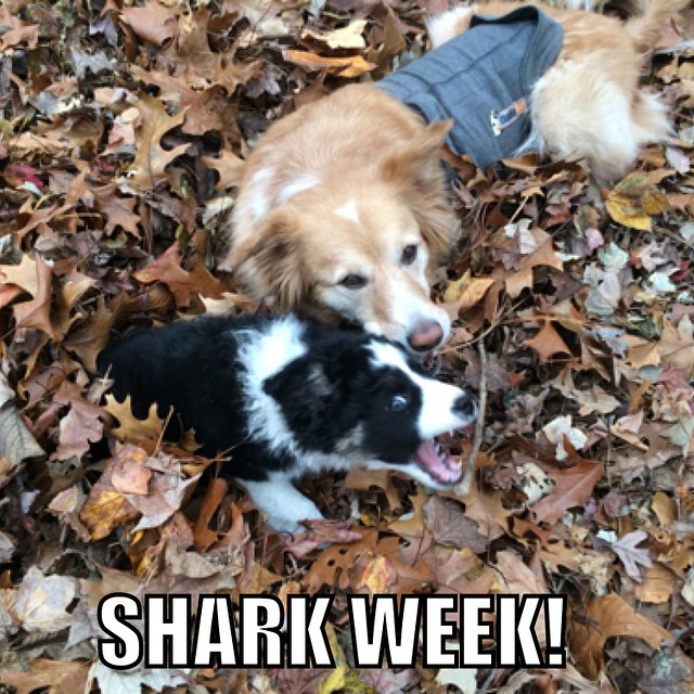 2 cats & chloe: border collies in leaves