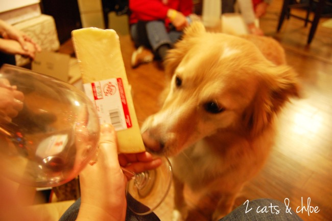2 cats & chloe: Drunk with my border collie eating some cheeze