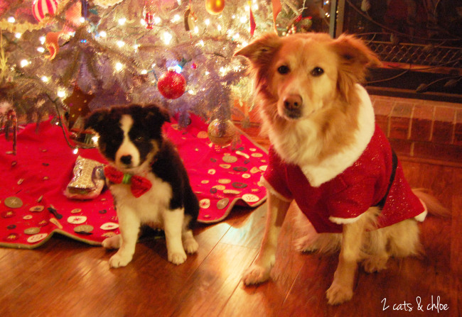 Border Collie Christmas