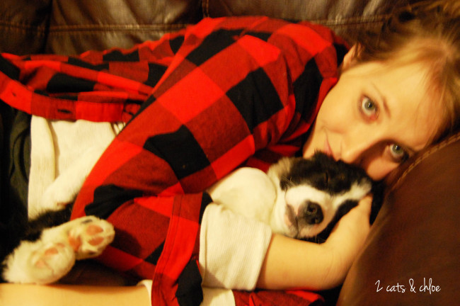 2 cats & chloe: Olivia Benson the Border Collie