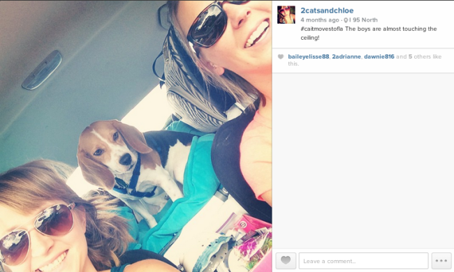 2 cats & chloe: roadtrip to florida