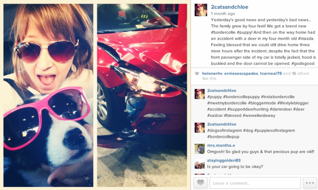 2 cats & chloe: deer accident, new puppy, border collie with glasses