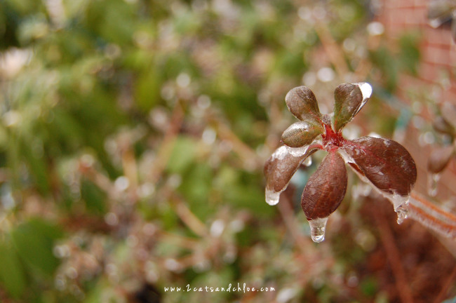 2 cats & chloe: Ice hits Hampton Roads, Ice on flowers