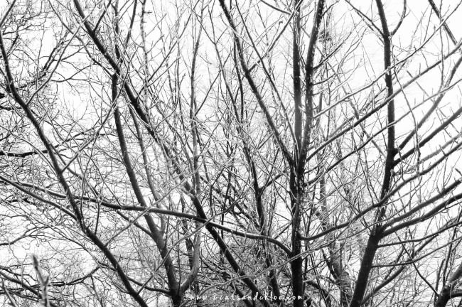 2 cats & chloe: icy winter picture