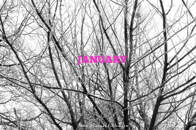 2 cats & chloe: January, winter, tree