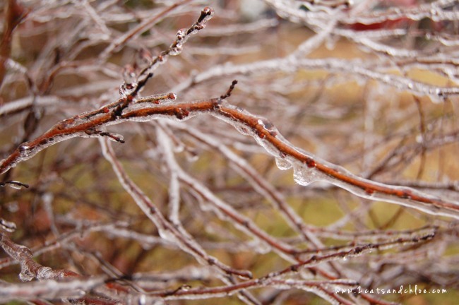 2 cats & chloe: winter in virginia