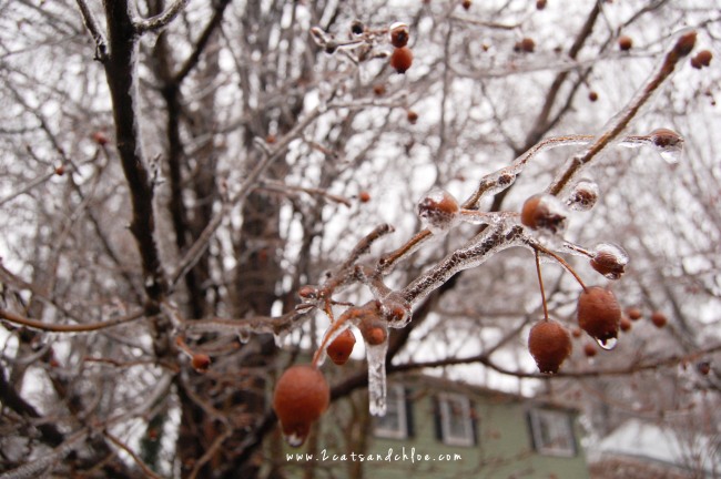 2 cats & chloe: wintertime in newport news, virginia