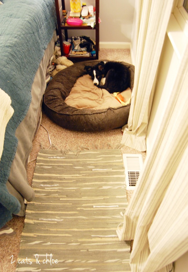 2 cats & chloe: Hide yo pets