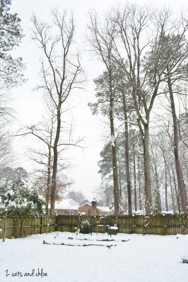 2 cats & chloe: snow covered backyard  //  trees in the snow