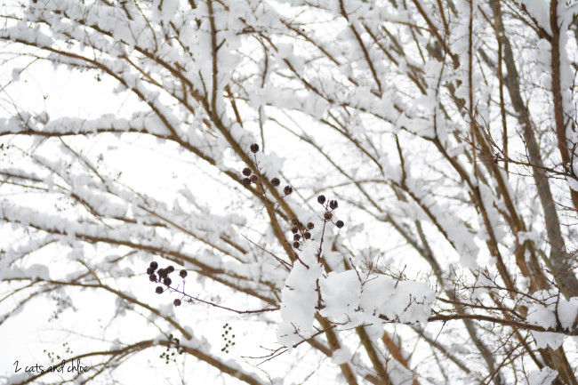2 cats & chloe: Tree + Snow = Love.
