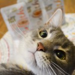 2 cats & chloe: fancy feast cat rockie with broths