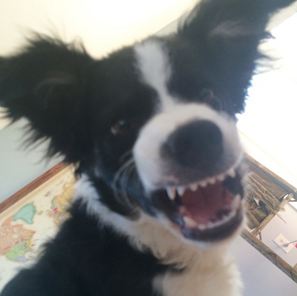 Olivia Benson, Border Collie, Showing off her Doggie Dentures