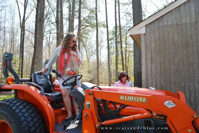 2 cats & chloe: Very serious easter egg hunt