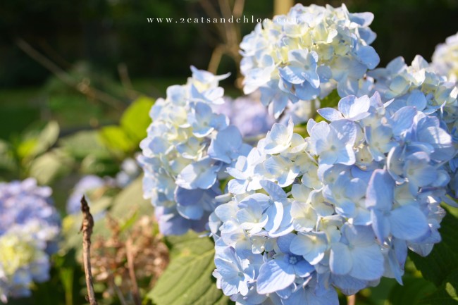 2 cats & chloe: purple hydrangeas