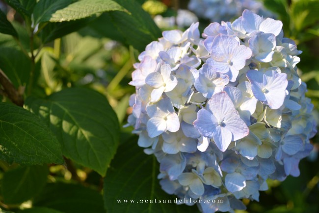 2 cats & chloe: Birthday Flowers