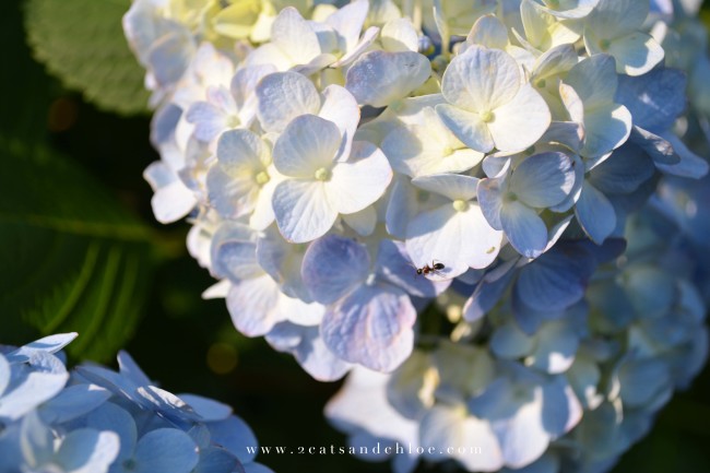 2 cats & chloe: June Hydrangeas 