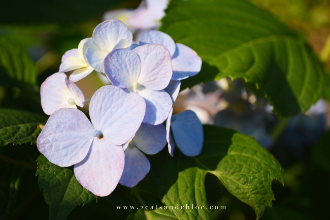 2 cats & chloe: Small bouquet of hydrangeas 
