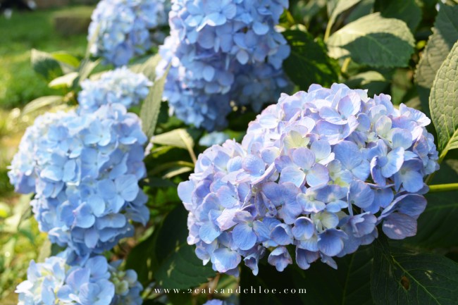 2 cats & chloe: Blue and purple hydrangeas