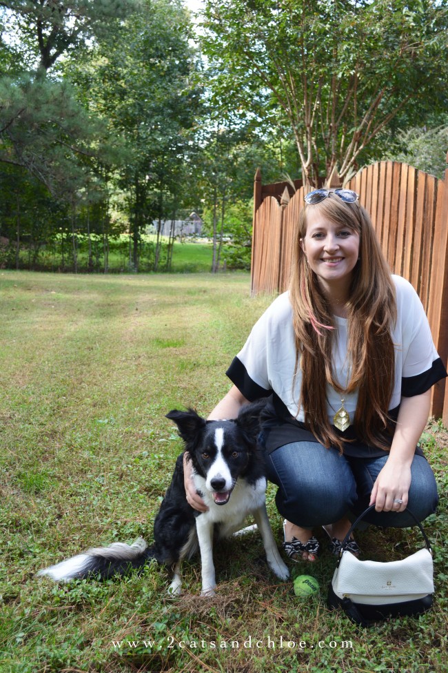 2 cats & chloe: black and white fall outfit, border collie