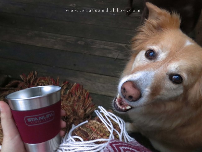 2 cats & chloe: Chloe and cider