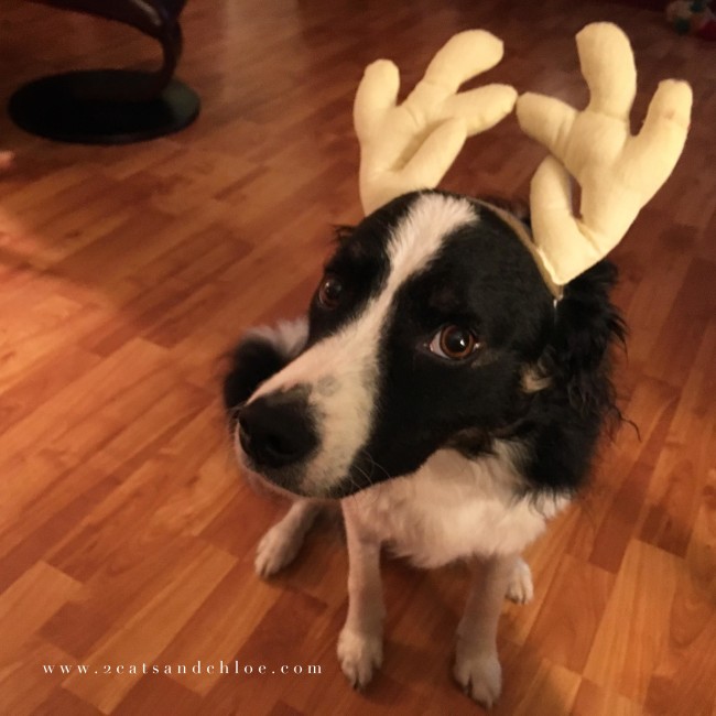 2 cats & chloe: December Confessions Holiday Border Collie