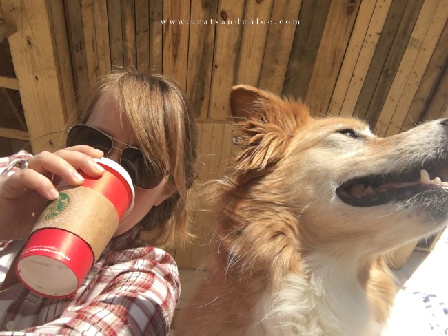 2 cats & chloe: Coffee on my front porch