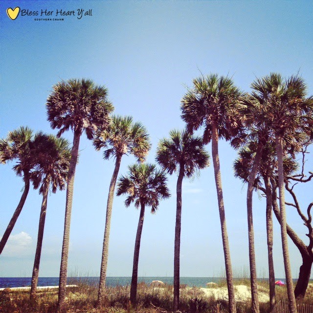 Palm trees in South Carolina Palm trees in Charleston South Carolina