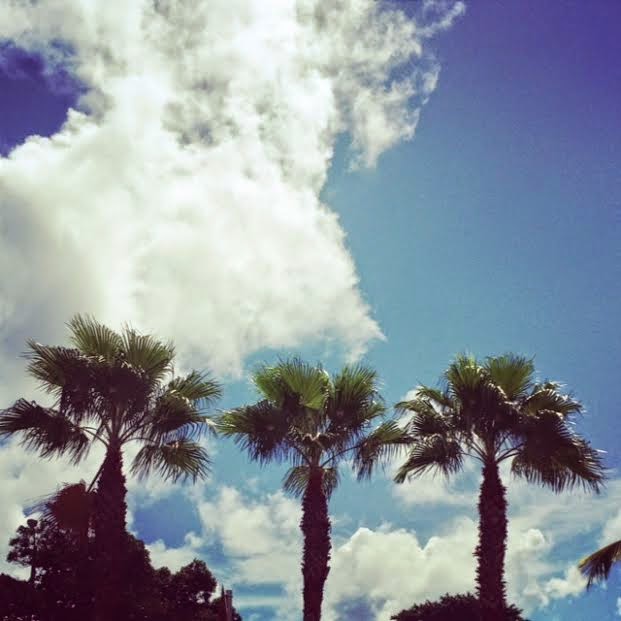 Ft Lauderdale Palm Trees Ft Lauderdale Palm Trees