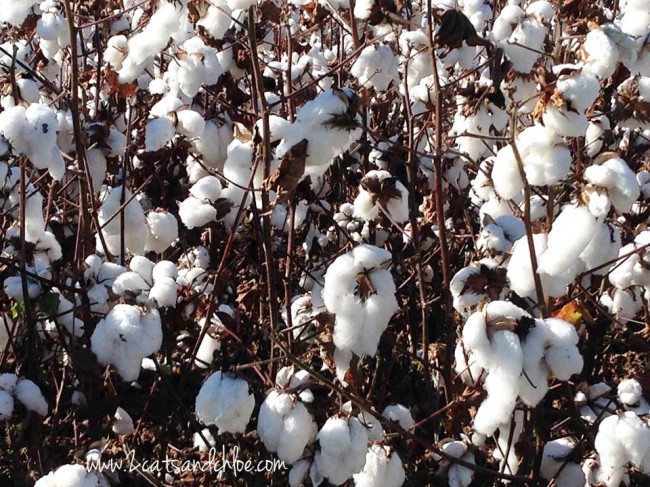 Cotton Plants
