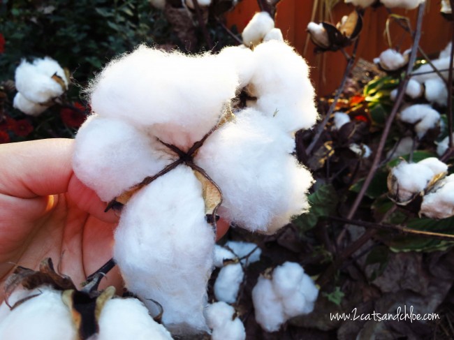 Cotton Plant just picked