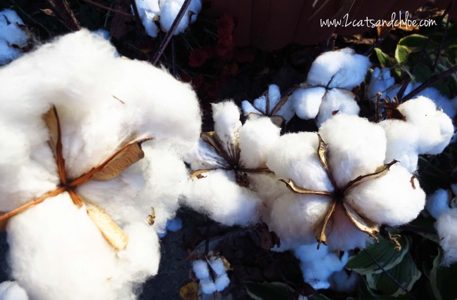 Non-processed Cotton