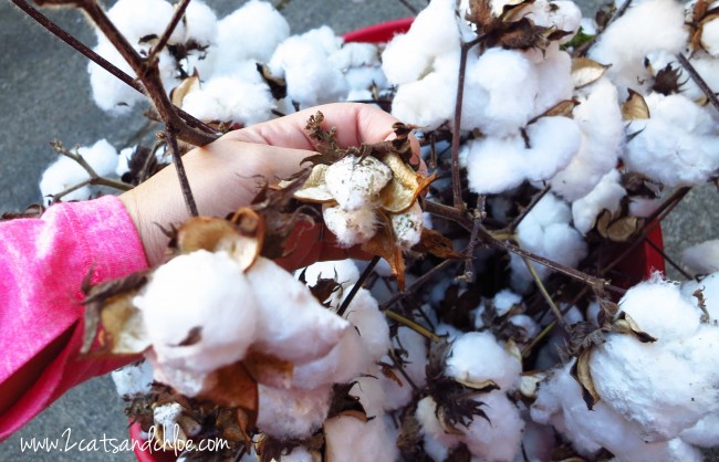 Cotton Pod