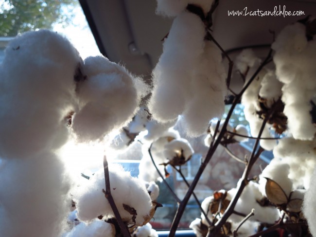 Plants of Cotton