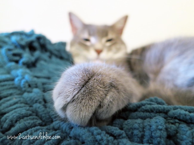 Cat Paws