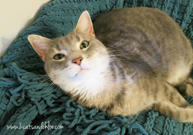 Rockie the Cat