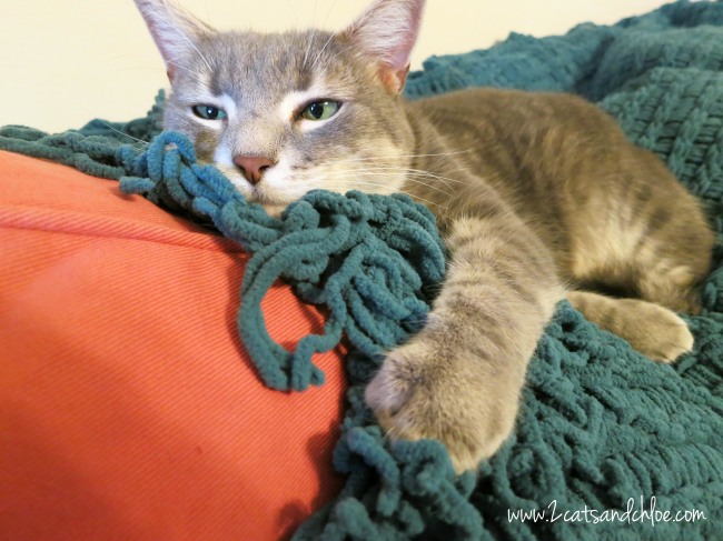 Grey Cat