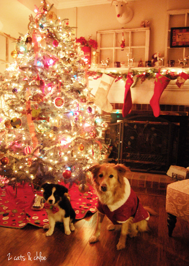 2 cats & chloe: puppy for christmas, border collie christmas