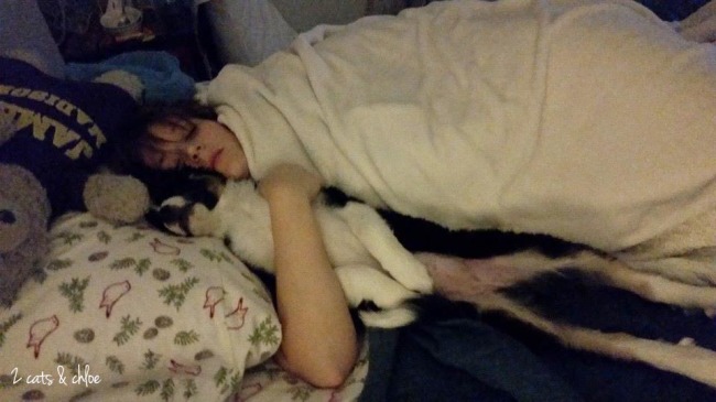 2 cats & chloe: cocoon and cuddle