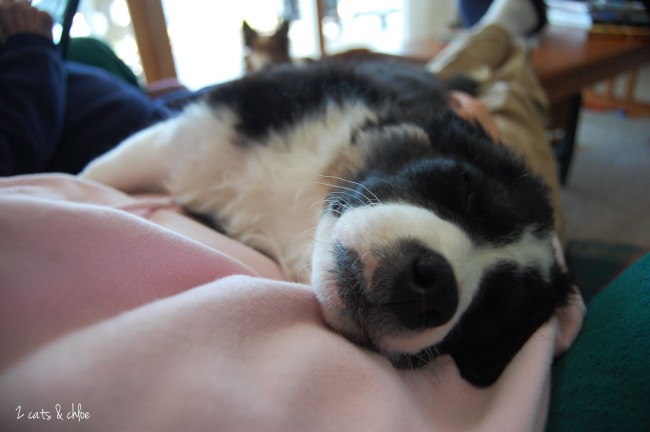 2 cats & chloe: Olivia Benson the Border Collie Partied Hard!