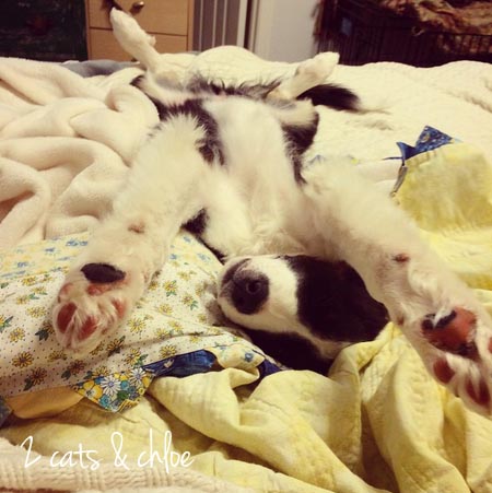 2 cats & chloe: Olivia Benson the Border Collie Puppy
