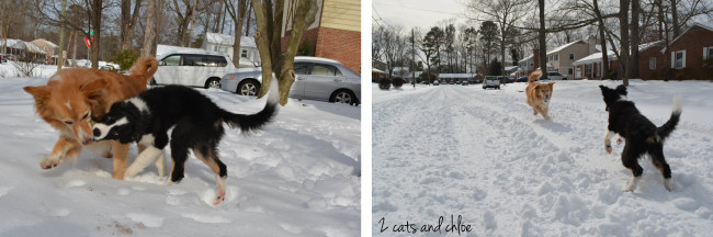 2 cats & chloe: snow puppies, border collies in the snow