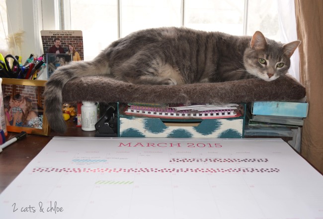 Rockie the Cat on desk perch